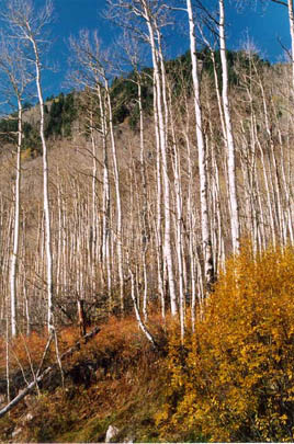 Colorados Staatsbaum