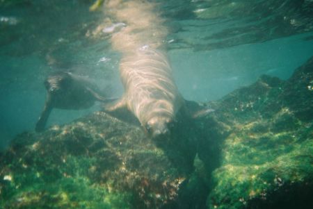 Schwimmen mit Seeloewen