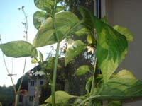 Paprika in der Kche